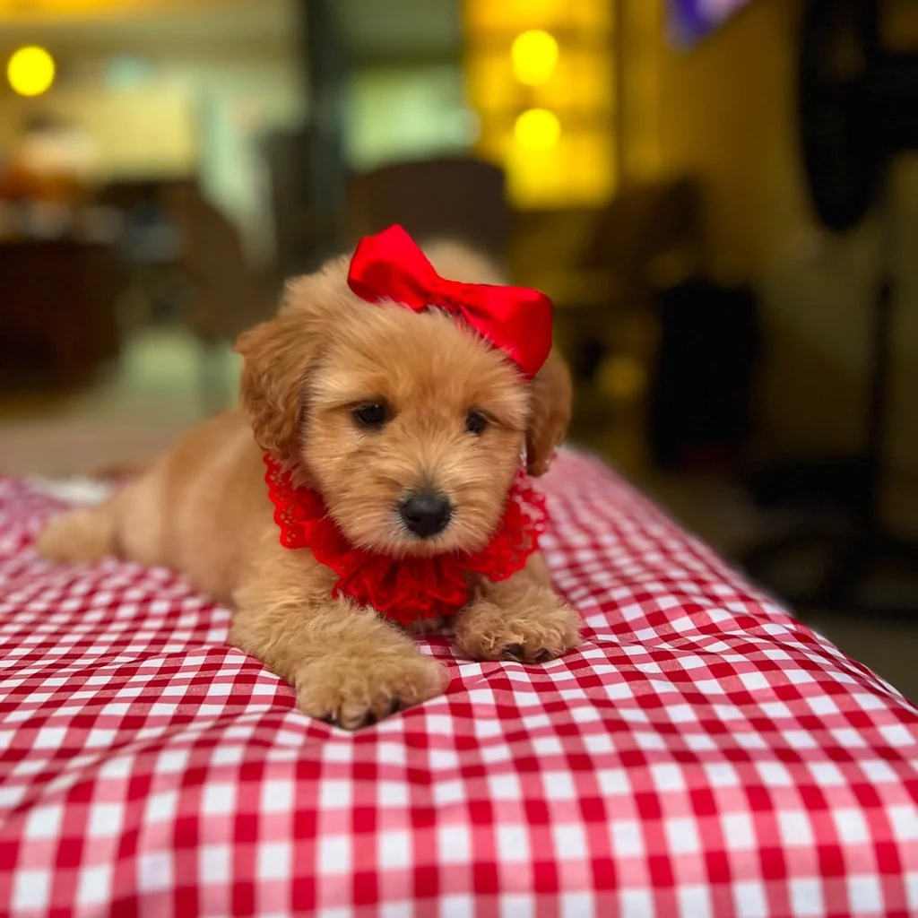 Criadero ético Maltipoo rojo