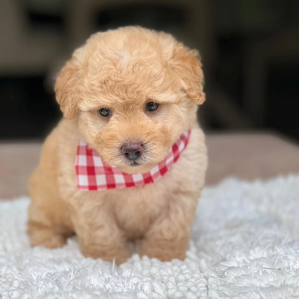Maltipoo dorado tamaño adulto