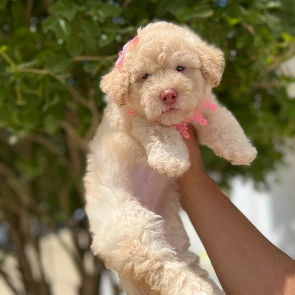 Maltipoo Crema