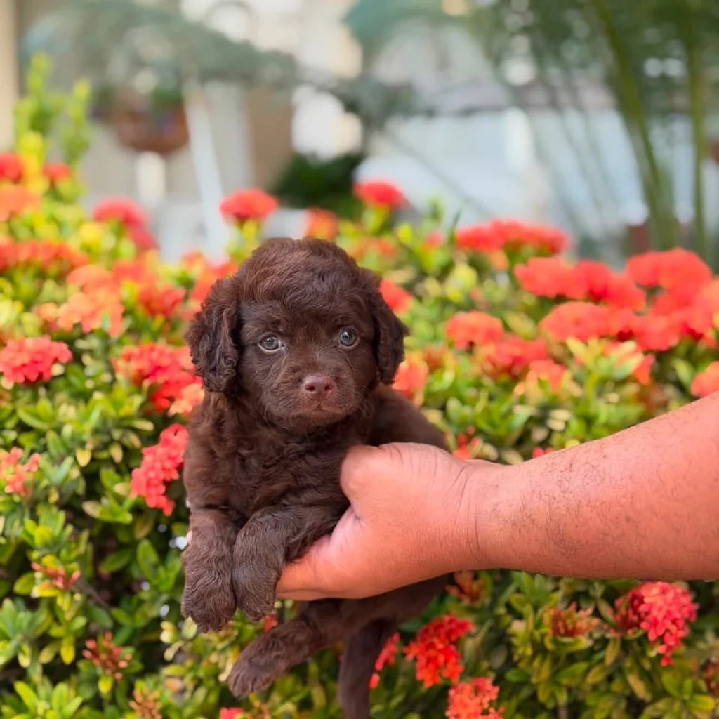 Maltipoo chocolate dieta ideal