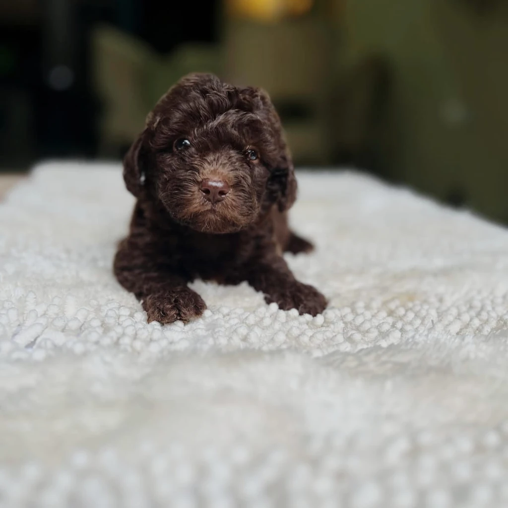 Exportación Maltipoo desde Colombia