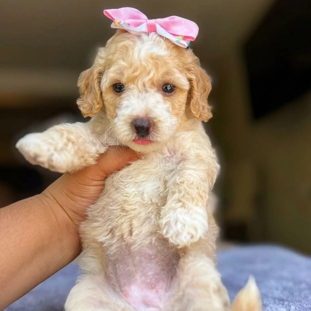 Criadero Maltipoo bicolor