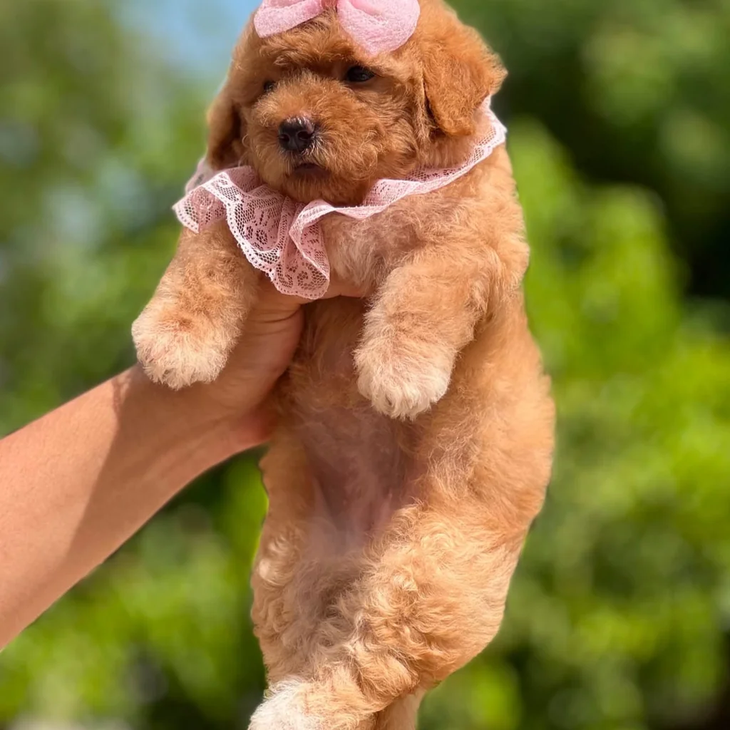Maltipoo rojo precio criadero Colombia
