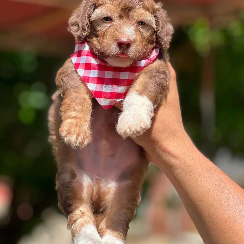 Maltipoo viaje internacional