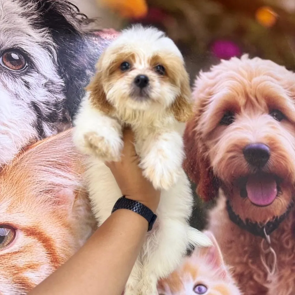 Maltipoo bicolor doodle
