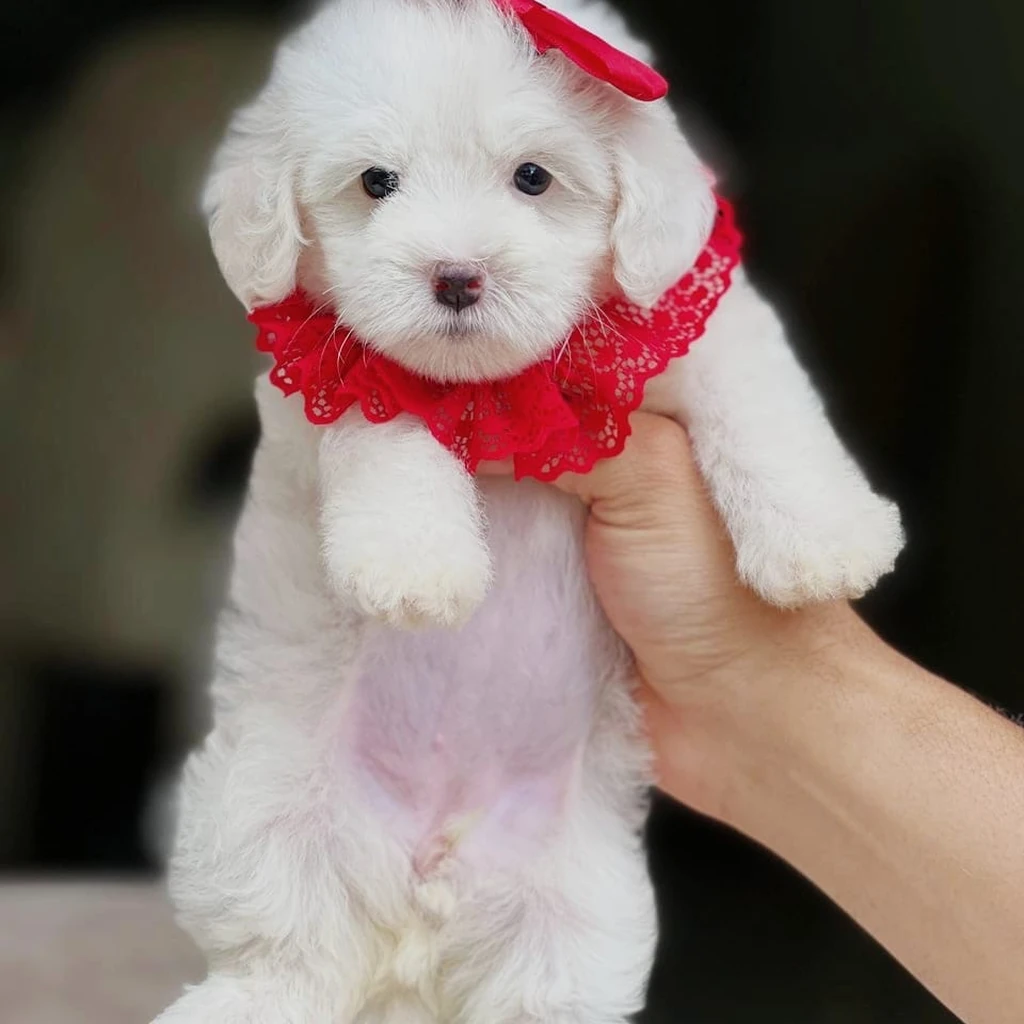 Maltipoo blanco pelaje rizado