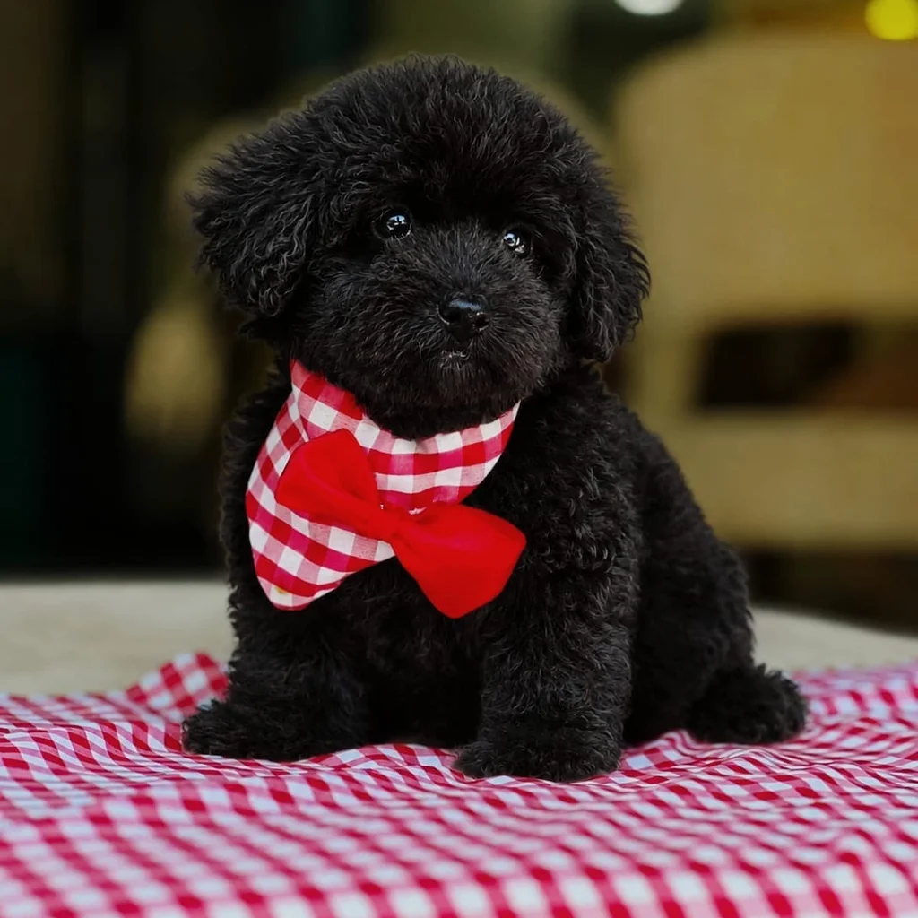 Maltipoo negro obediencia