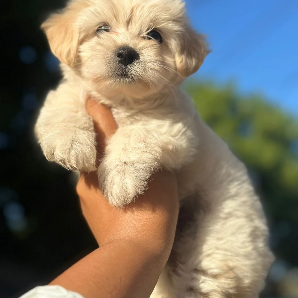 Maltipoo crema temperamento