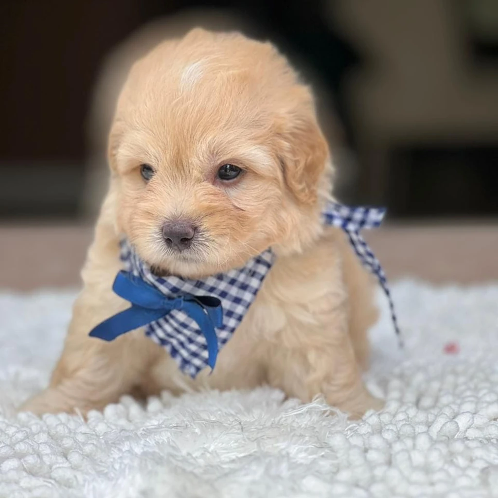 Maltipoo crema comida premium