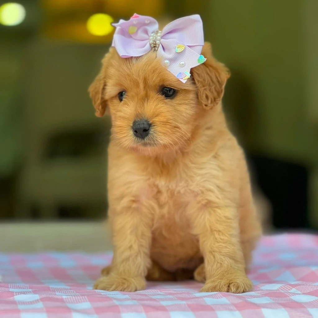 Maltipoo rojo Medellín 2026