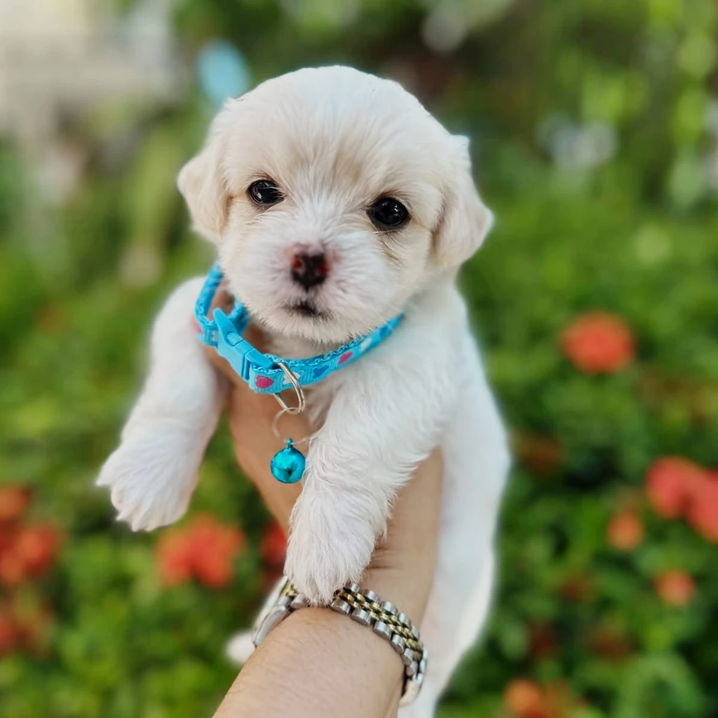Cuidados cachorro Maltipoo blanco